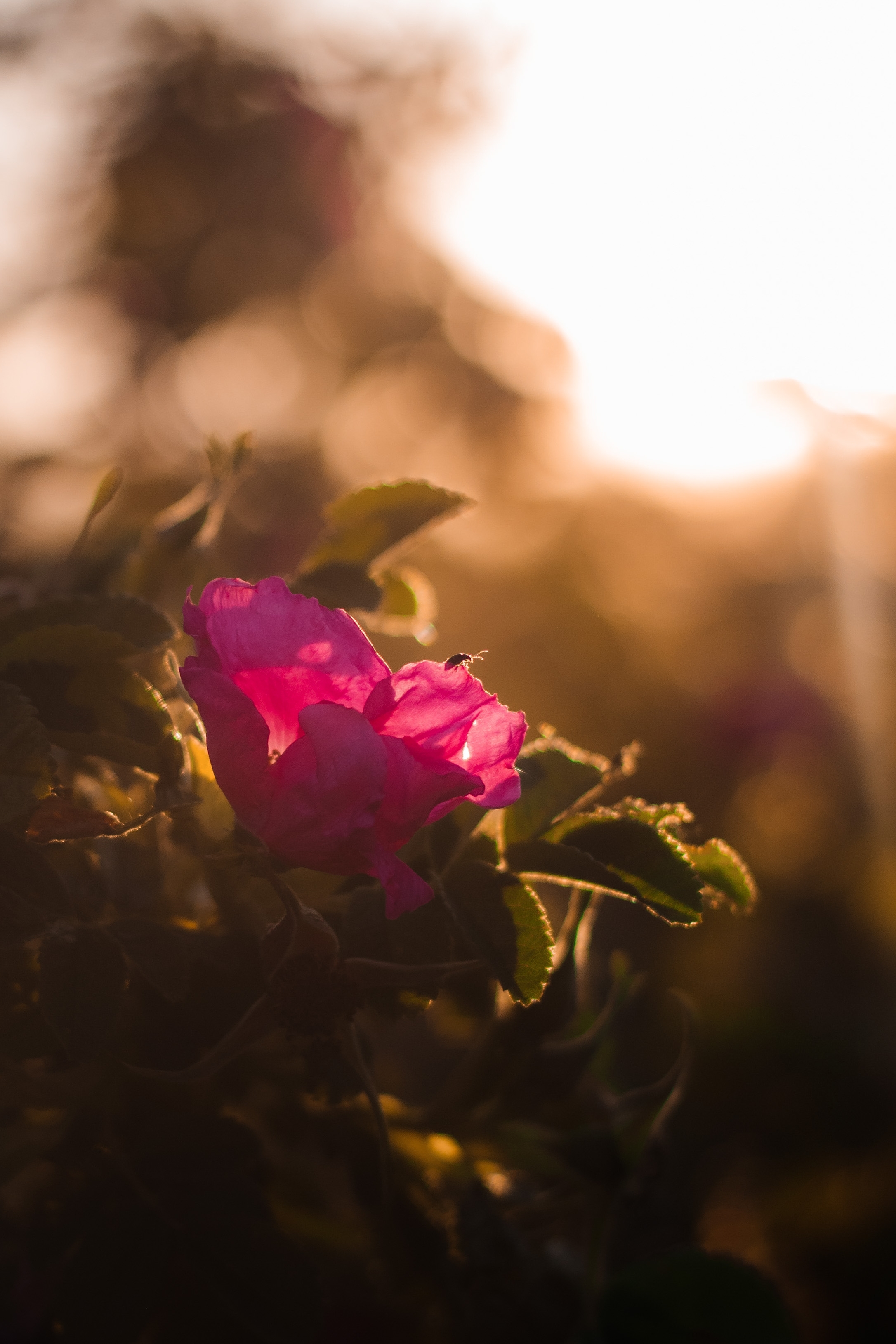 Pink rose lit by warm golden sunlight